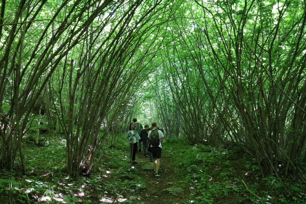 There are young forests too in Rila, as well as old ones.