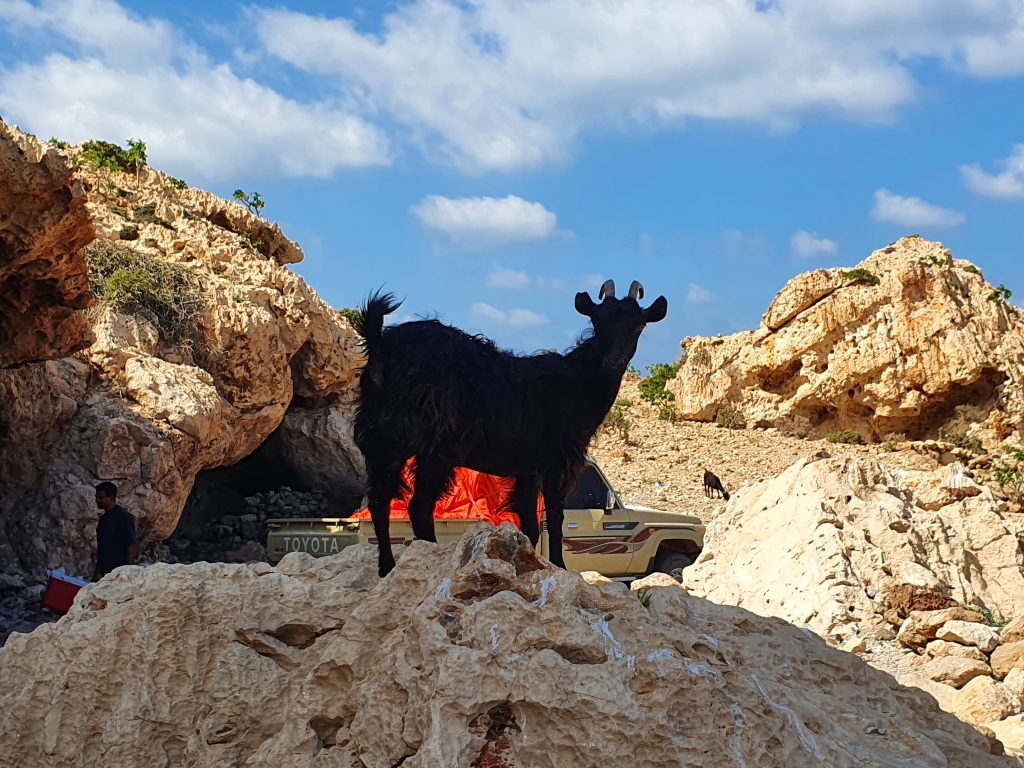 Сокотренската коза